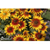 Rudbekia 'Shining SmileyZ' Rudbeckia