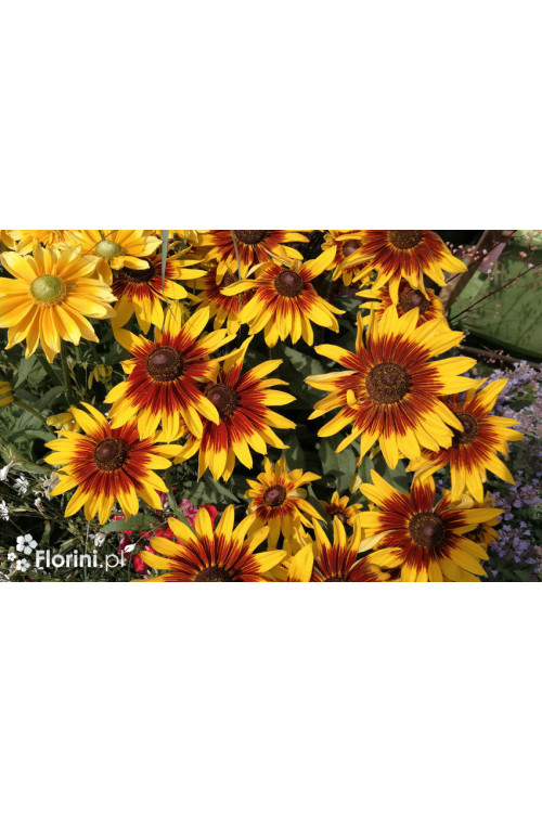 Rudbekia 'Shining SmileyZ' Rudbeckia