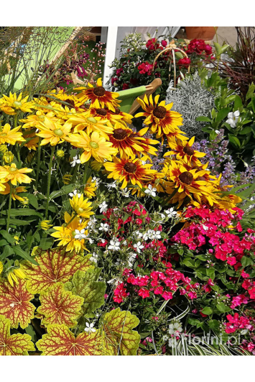 Rudbekia 'Shining SmileyZ' Rudbeckia