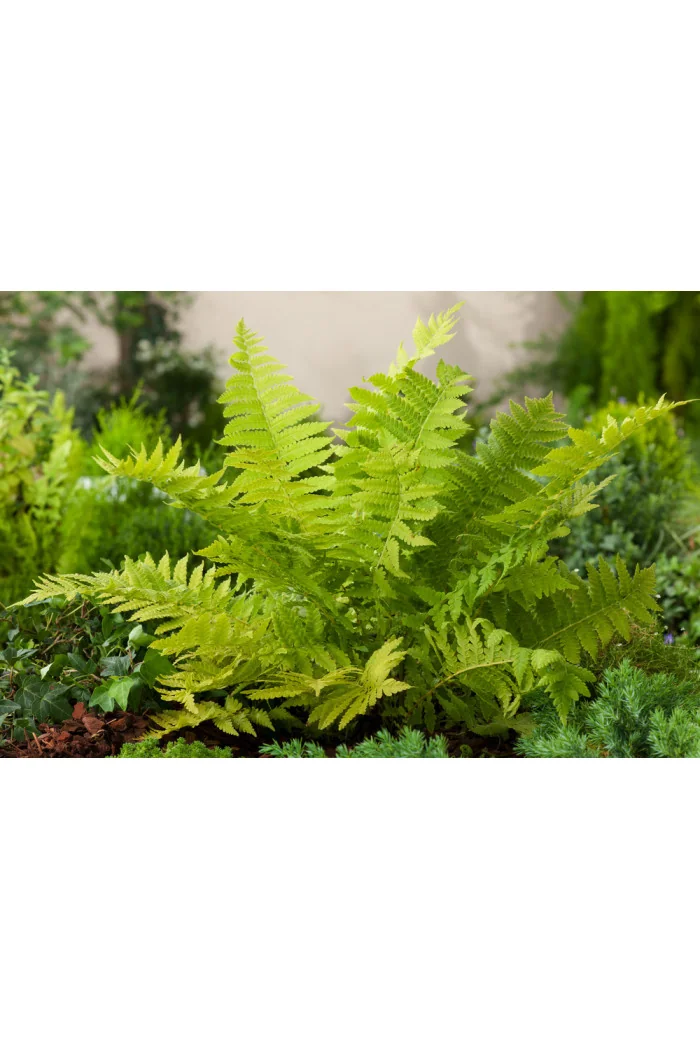 Pióropusznik strusi | Matteuccia struthiopteris