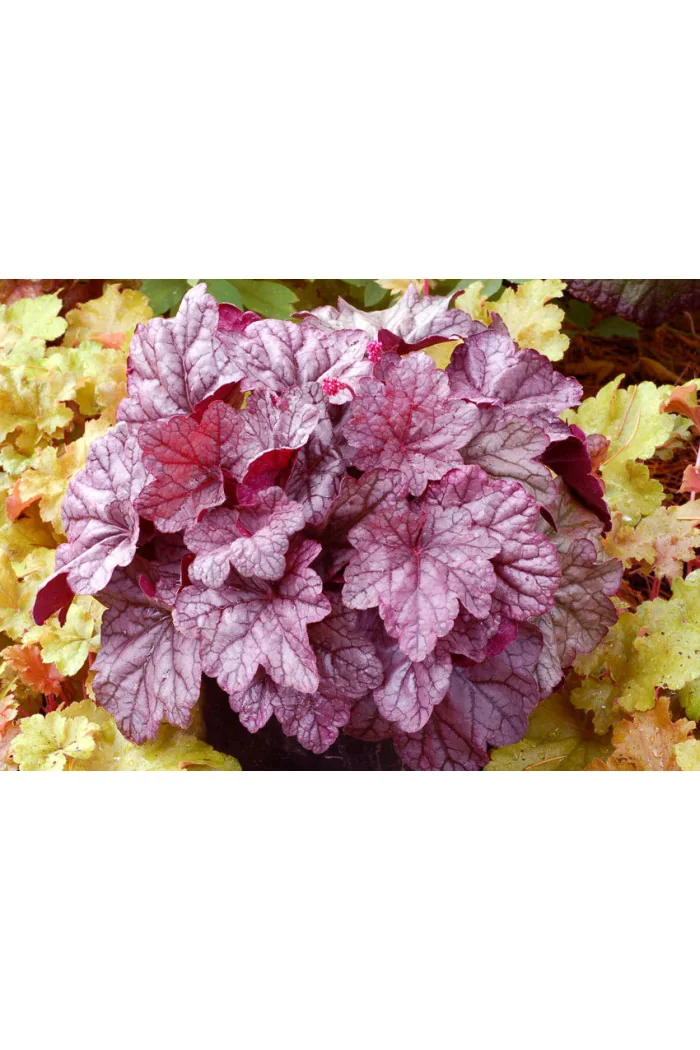 żurawka, żurawka Georgia Plum, heuchera
