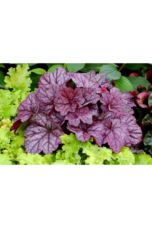 żurawka, żurawka Georgia Plum, heuchera