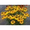 Jeżówka 'Kismet Yellow' | Echinacea