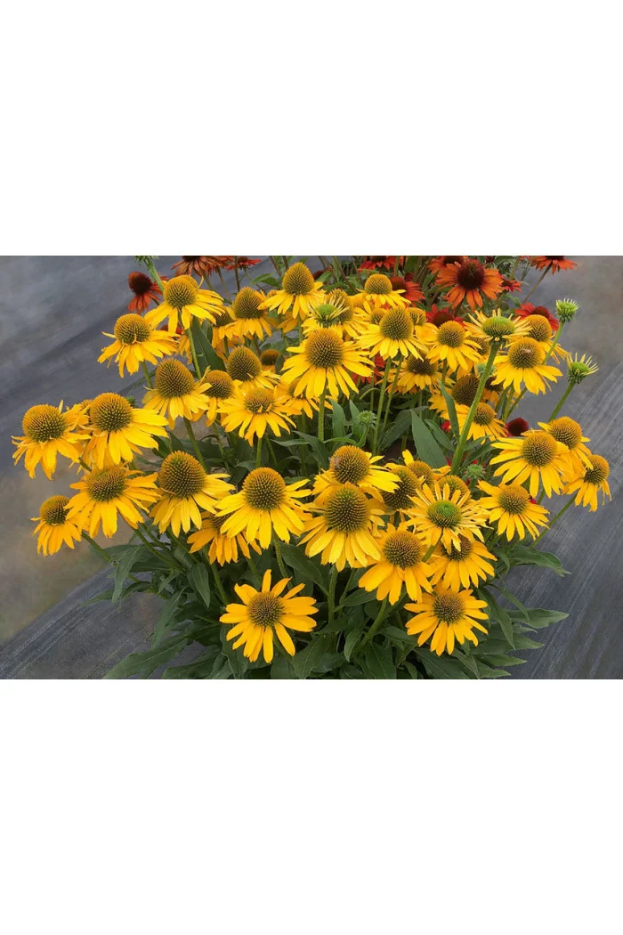 Jeżówka 'Kismet Yellow' | Echinacea