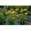 Jeżówka 'Kismet Yellow' | Echinacea