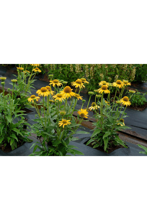 Jeżówka 'Kismet Yellow' | Echinacea