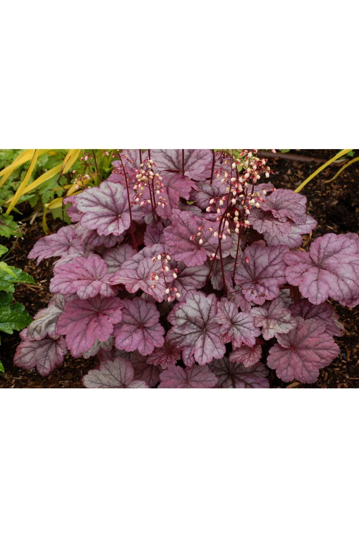 żurawka, żurawka Georgia Plum, heuchera