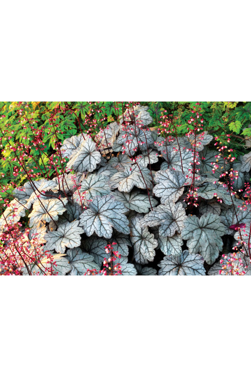 żurawka, żurawka Georgia Plum, heuchera