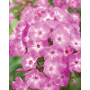 Floks wiechowaty 'Famous Purple' Phlox panniculata
