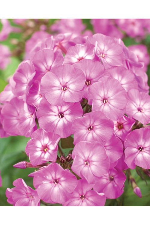 Floks wiechowaty 'Famous Purple' Phlox panniculata