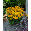 Rudbekia Littlebeckia 'Ballerina' | Rudbeckia hirta