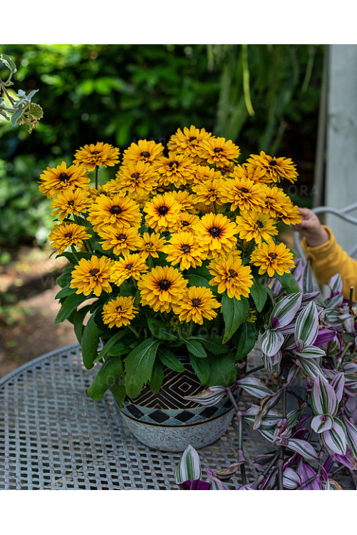 Rudbekia Littlebeckia 'Ballerina' | Rudbeckia hirta