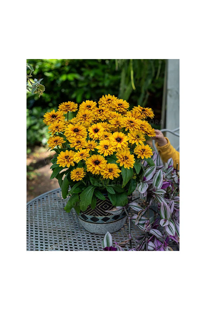 Rudbekia Littlebeckia 'Ballerina' | Rudbeckia hirta