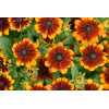 Rudbekia Littlebeckia 'Sunrise' | Rudbeckia hirta