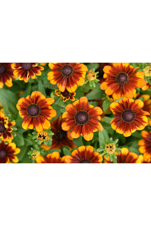 Rudbekia Littlebeckia 'Sunrise' | Rudbeckia hirta