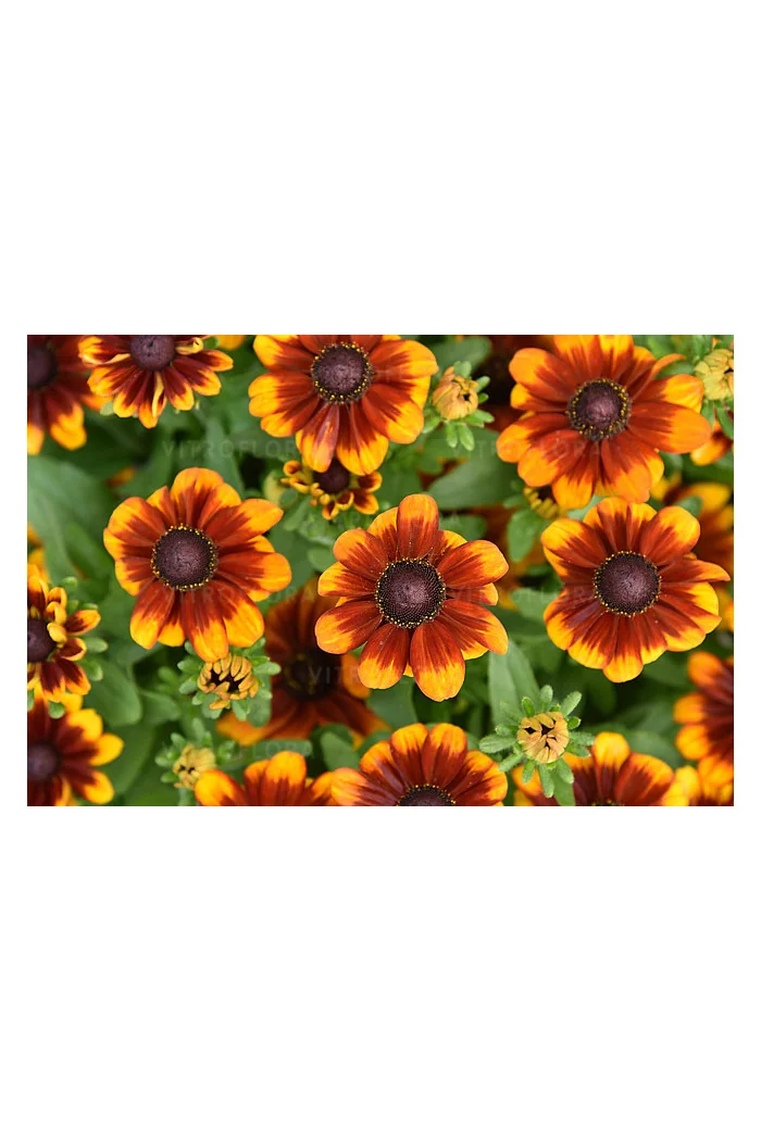 Rudbekia Littlebeckia 'Sunrise' | Rudbeckia hirta