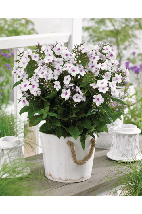 Floks wiechowaty 'Famous White with Eye' | Phlox panniculata