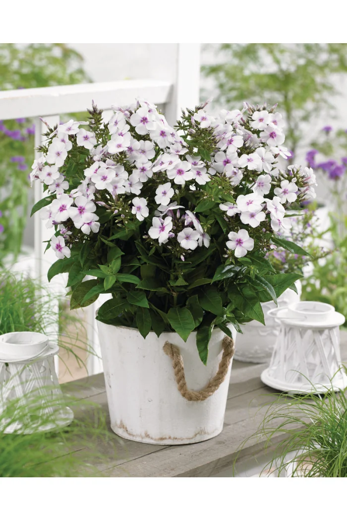 Floks wiechowaty 'Famous White with Eye' | Phlox panniculata