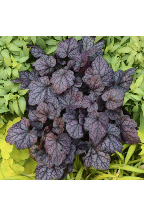 Żurawka 'Grape Expectations' | Heuchera