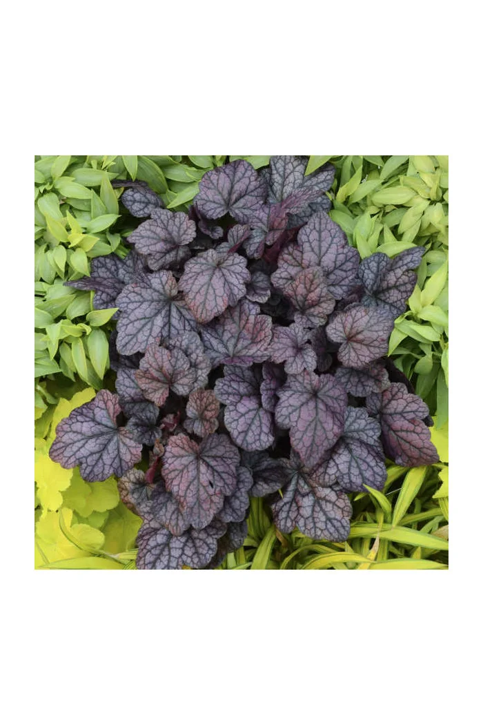 Żurawka 'Grape Expectations' | Heuchera
