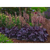 Żurawka 'Grape Expectations' | Heuchera