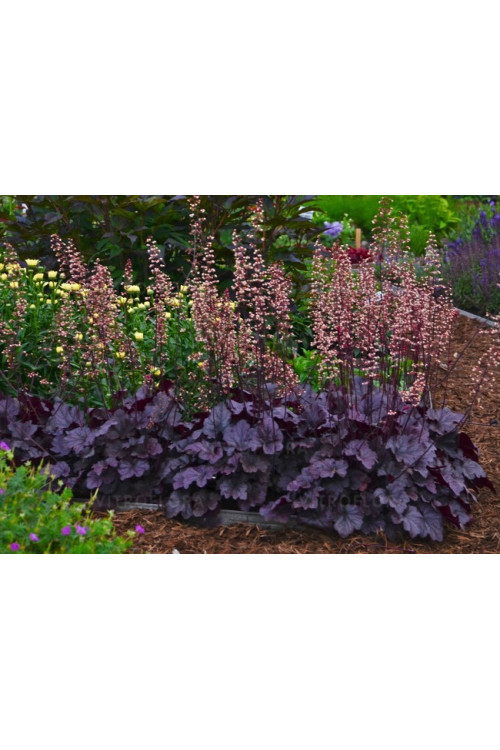 Żurawka 'Grape Expectations' | Heuchera