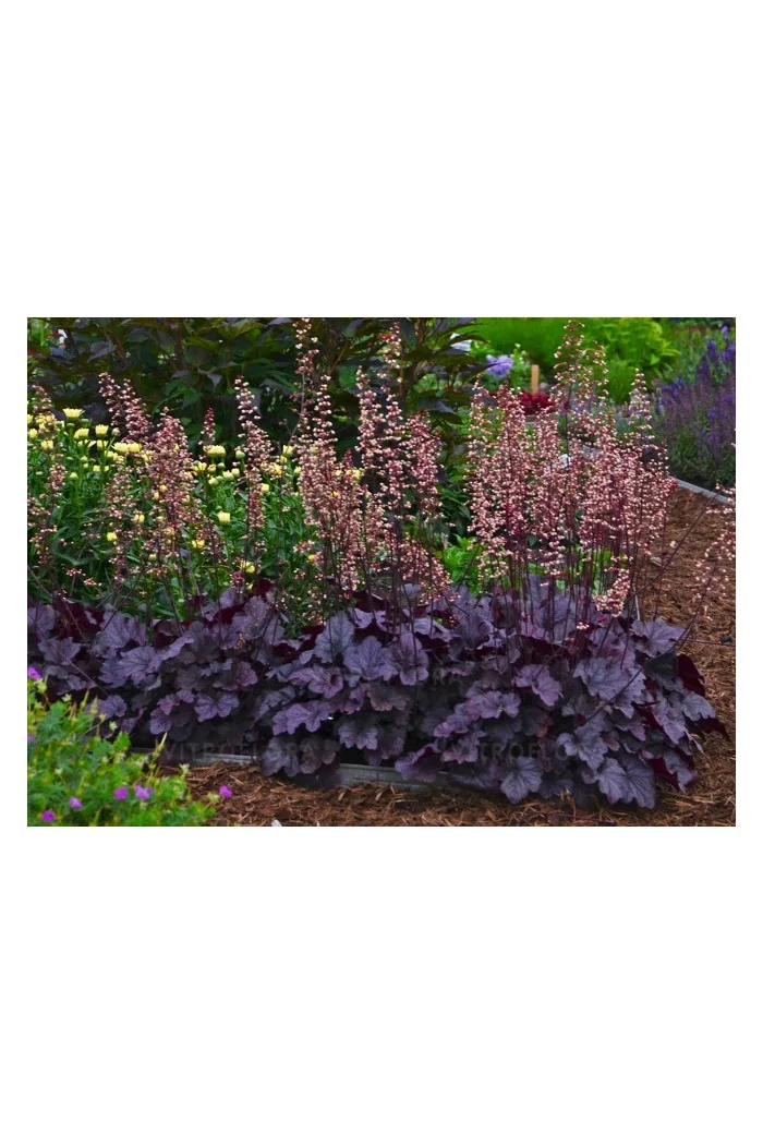 Żurawka 'Grape Expectations' | Heuchera