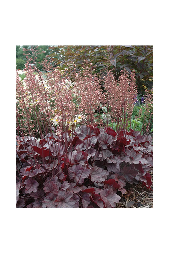 Żurawka 'Grape Expectations' | Heuchera