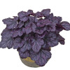 Żurawka 'Grape Expectations' | Heuchera