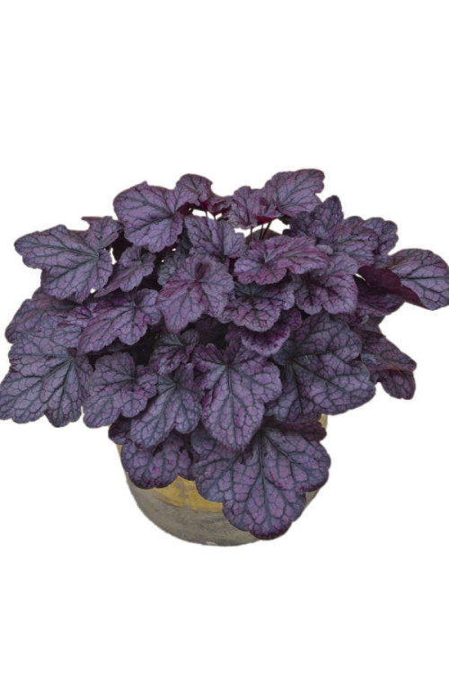 Żurawka 'Grape Expectations' | Heuchera