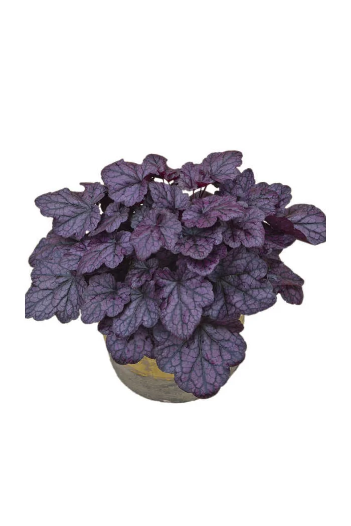 Żurawka 'Grape Expectations' | Heuchera