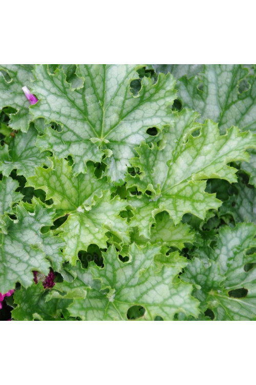 Żurawka 'Lime Swizzle' | Heuchera