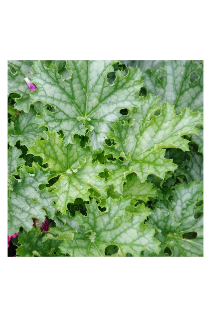 Żurawka 'Lime Swizzle' | Heuchera