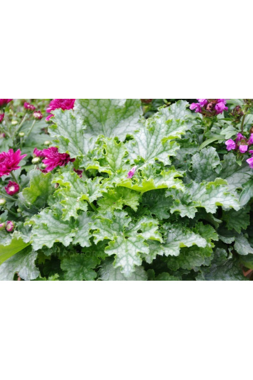 Żurawka 'Lime Swizzle' | Heuchera