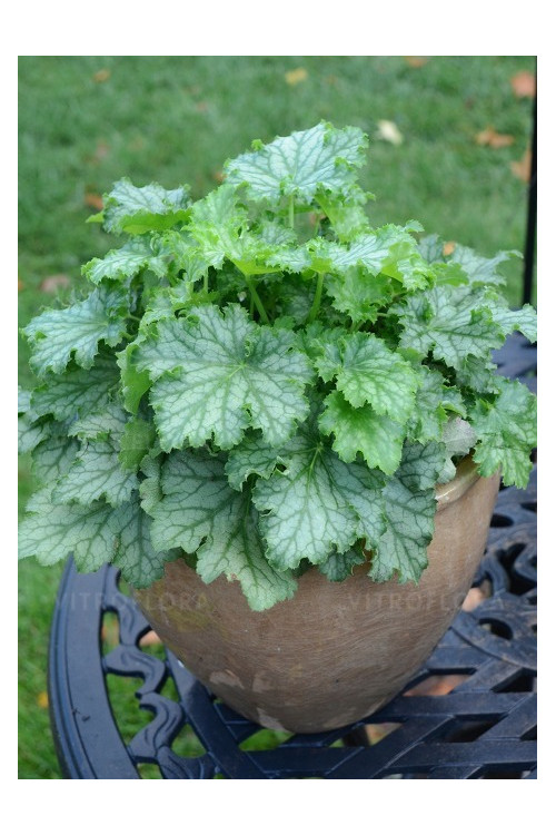 Żurawka 'Lime Swizzle' | Heuchera