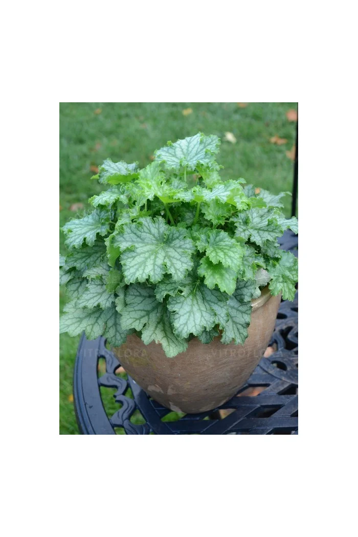 Żurawka 'Lime Swizzle' | Heuchera