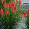 Trytoma 'Poco Red' | Kniphofia