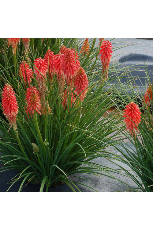 Trytoma 'Poco Red' | Kniphofia