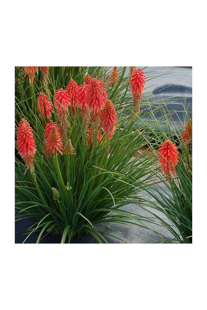 Trytoma 'Poco Red' | Kniphofia