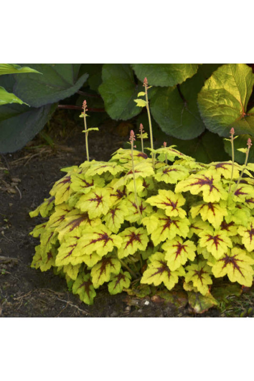 Żuraweczka (Żurawka) 'Catching Fire' | Heucherella