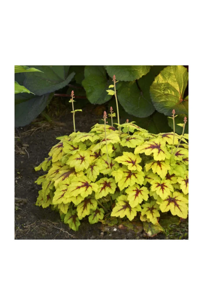 Żuraweczka (Żurawka) 'Catching Fire' | Heucherella