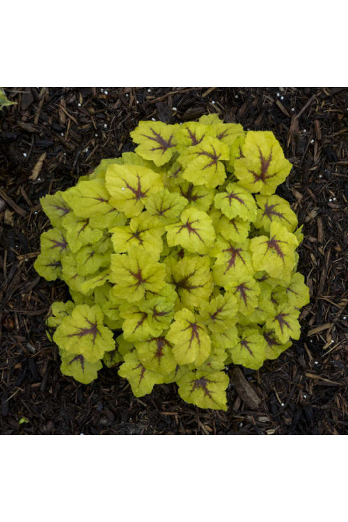 Żuraweczka (Żurawka) 'Catching Fire' | Heucherella