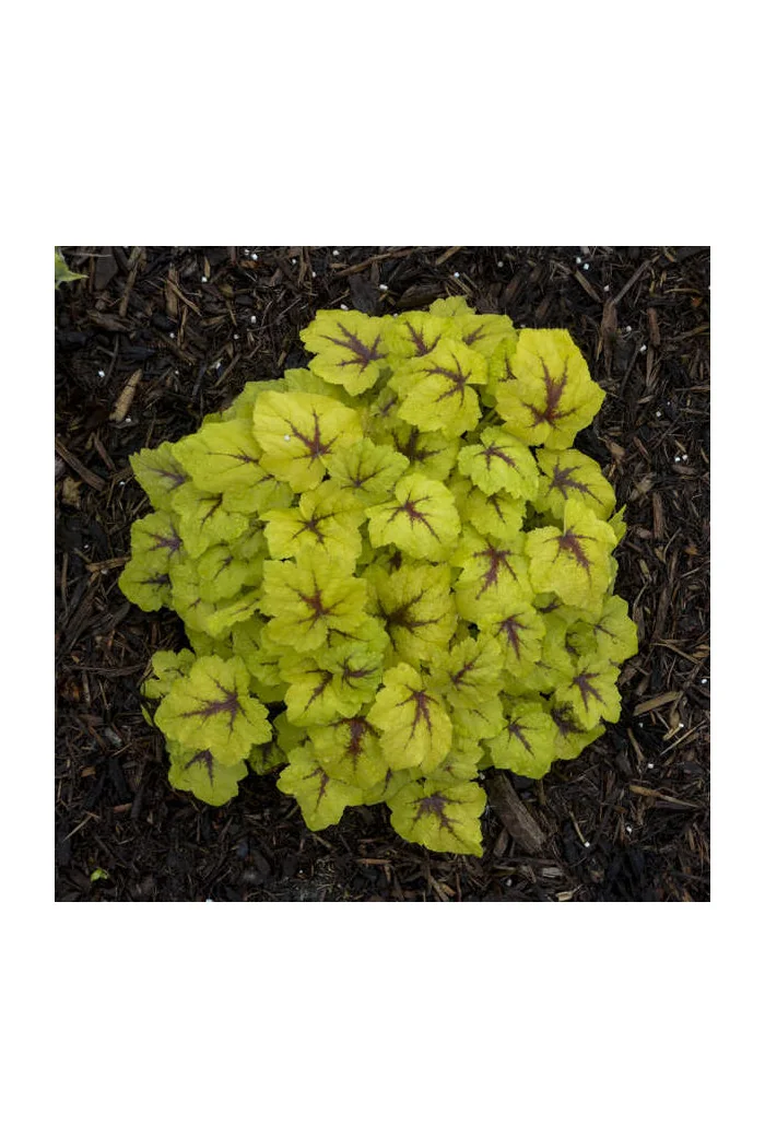 Żuraweczka (Żurawka) 'Catching Fire' | Heucherella