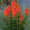 Trytoma 'Poco Red' | Kniphofia