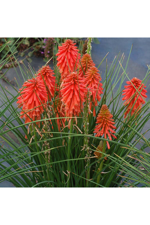 Trytoma 'Poco Red' | Kniphofia
