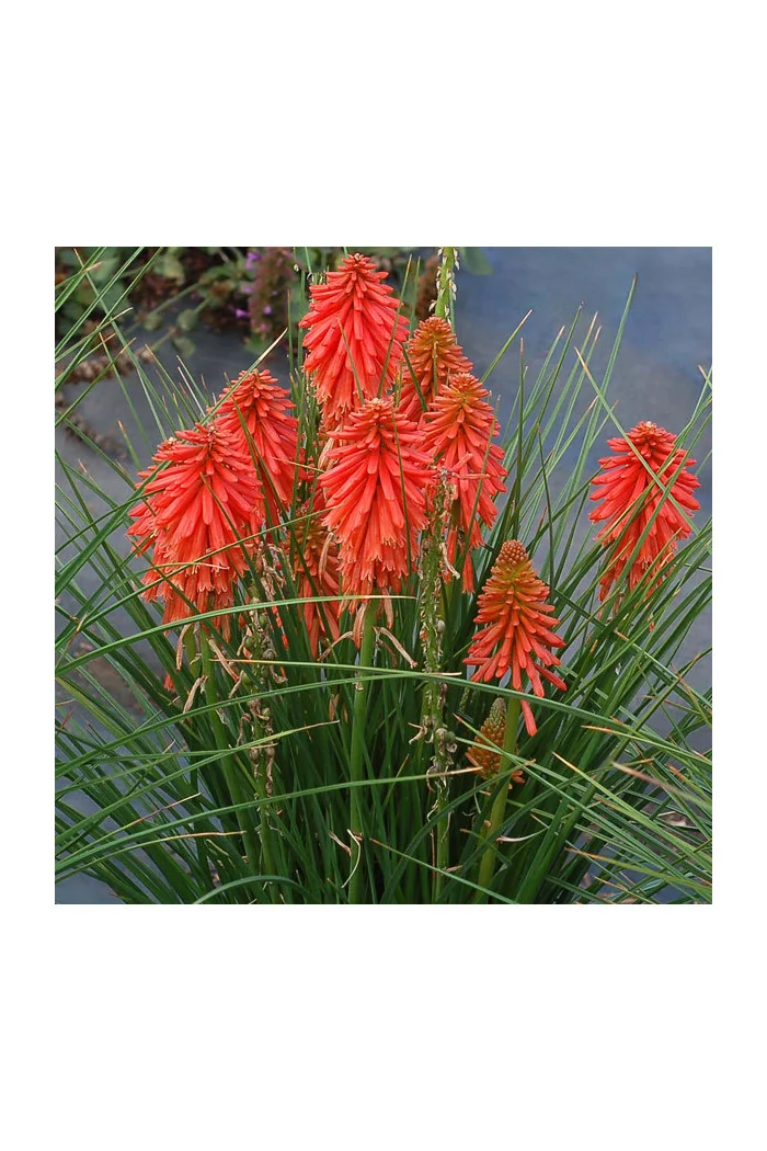 Trytoma 'Poco Red' | Kniphofia