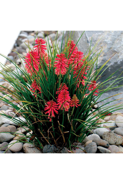 Trytoma 'Poco Red' | Kniphofia