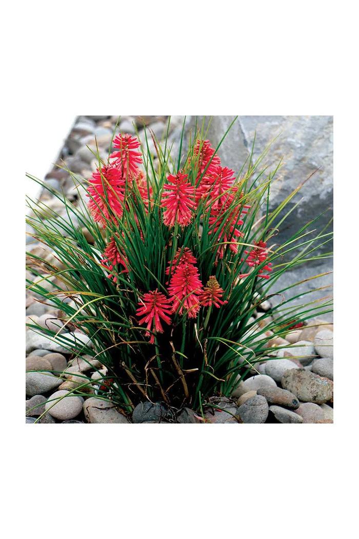 Trytoma 'Poco Red' | Kniphofia