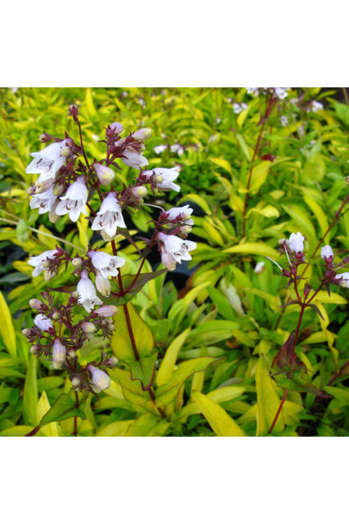 Penstemon 'Goldfinger' | Penstemon digitalis