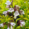 Penstemon 'Goldfinger' | Penstemon digitalis